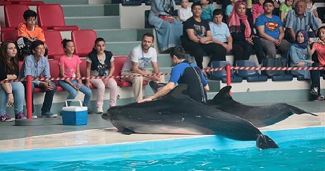 İstanbul Yunus Göster Merkezi - İstanbul Dolphinarium